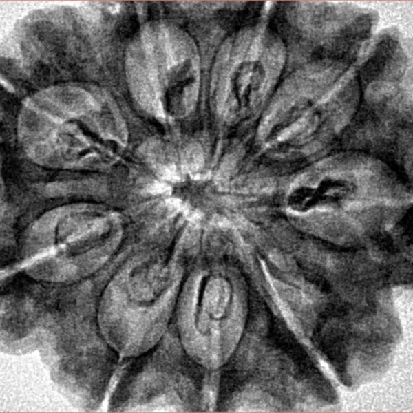 9 Mukhi Rudraksha 32.5mm 7.45gm - Inverse xray