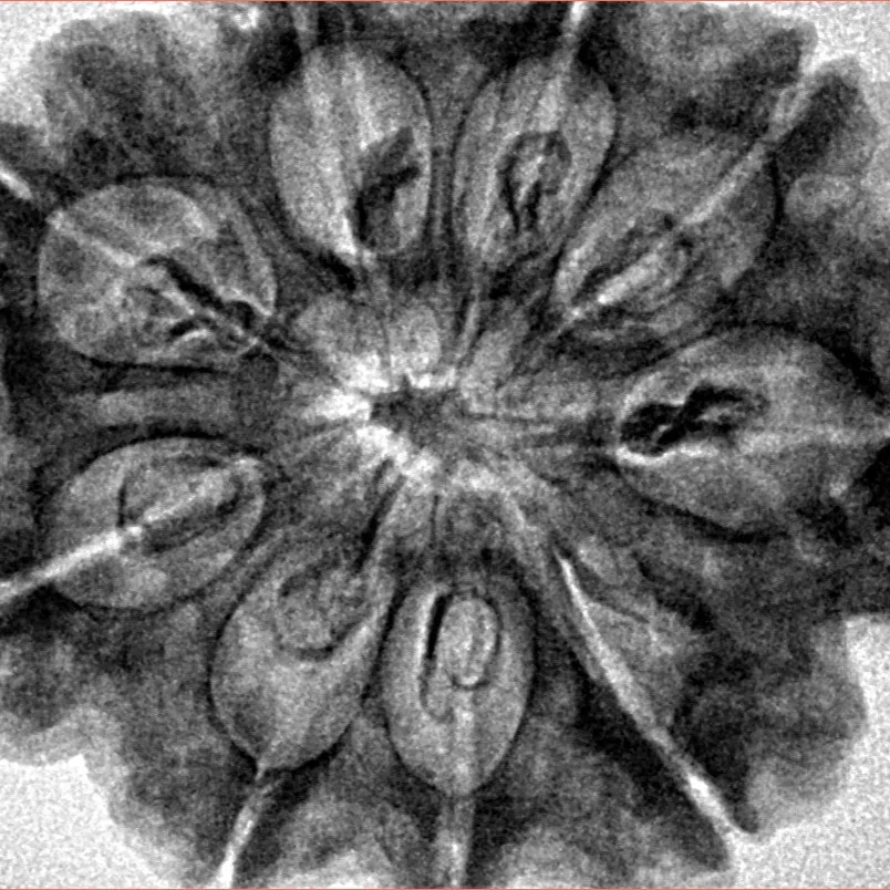 9 Mukhi Rudraksha 32.5mm 7.45gm - Inverse xray