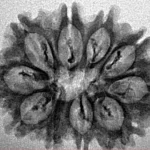 10 Mukhi Rudraksha 27.8mm 2gm - Inverse xray