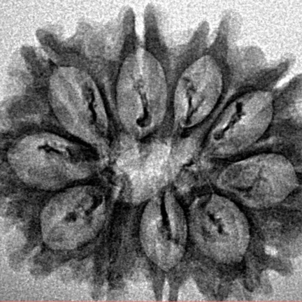 10 Mukhi Rudraksha 27.8mm 2gm - Inverse xray