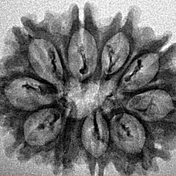 10 Mukhi Rudraksha 27.8mm 2gm - Inverse xray