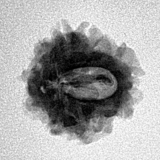 1 Mukhi Rudraksha 19.4mm 2gm - Inverse xray