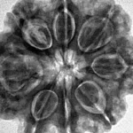 8 Mukhi Rudraksha 29.3mm 6.79gm - Inverse xray