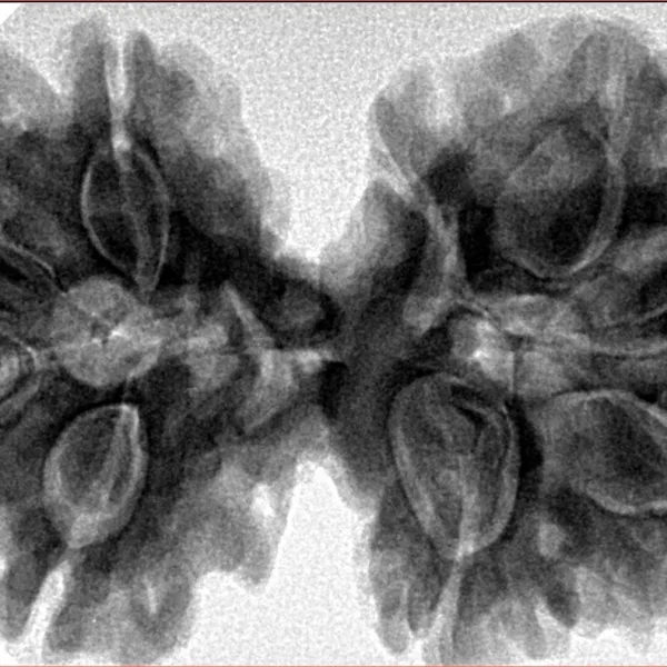 9 MK Gaurishankar 41.1mm 9.62gm - Inverse xray