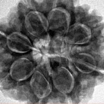 8 Mukhi Rudraksha 27.4mm 7gm - Inverse xray