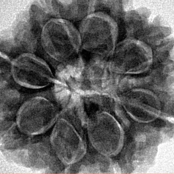 8 Mukhi Rudraksha 27.4mm 7gm - Inverse xray