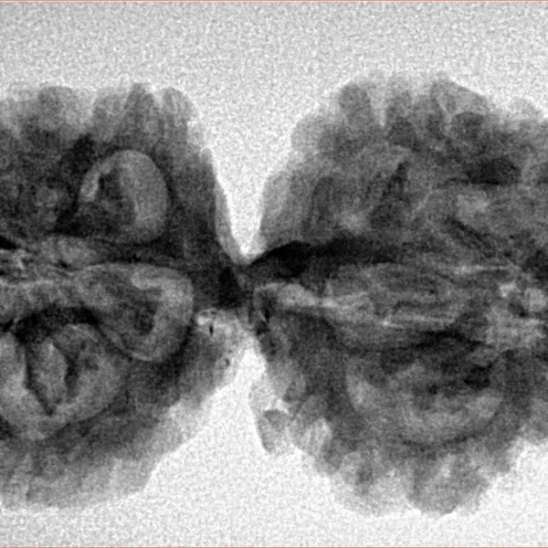 10 Mukhi G.S & Ganesh 35.3mm 5.61gm - Inverse xray