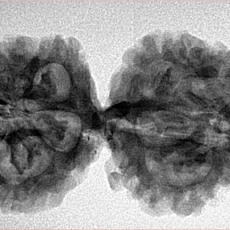 10 Mukhi G.S & Ganesh 35.3mm 5.61gm - Inverse xray