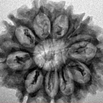 10 Mukhi Rudraksha 27.3mm 3.68gm - Inverse xray