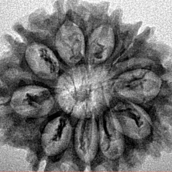 10 Mukhi Rudraksha 27.3mm 3.68gm - Inverse xray