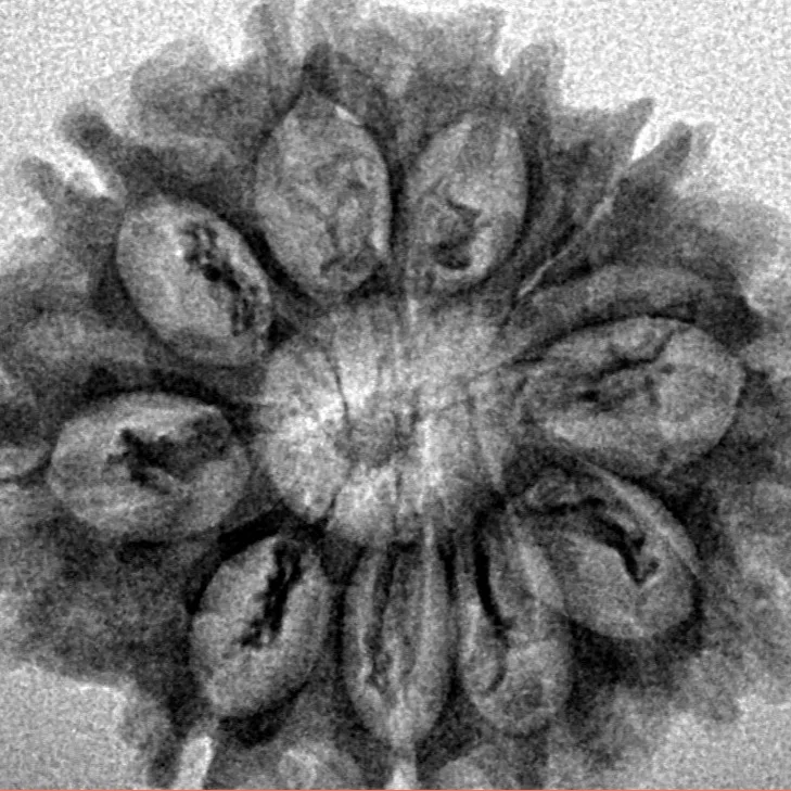 10 Mukhi Rudraksha 27.3mm 3.68gm - Inverse xray