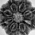 8 Mukhi Rudraksha 26.8mm 6.63gm - Inverse xray