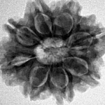 8 Mukhi Rudraksha 25.6mm 4.52gm - Inverse xray