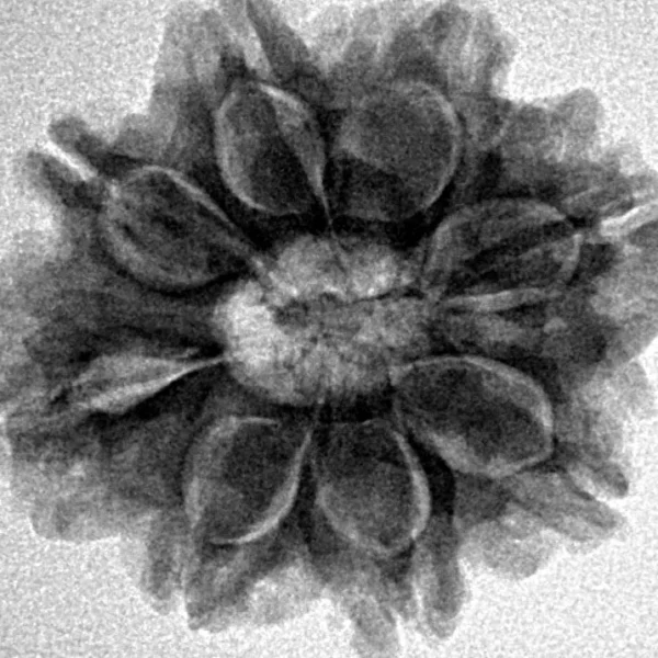 8 Mukhi Rudraksha 25.6mm 4.52gm - Inverse xray