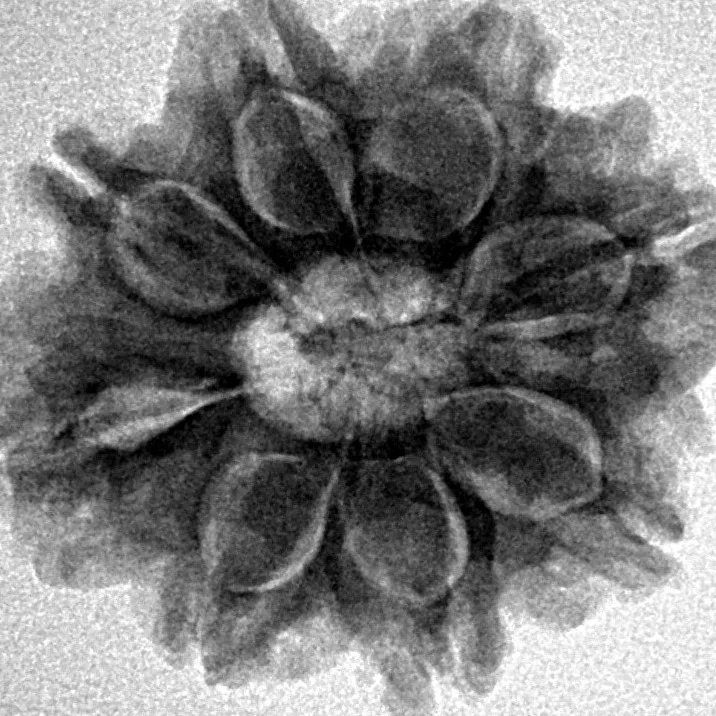 8 Mukhi Rudraksha 25.6mm 4.52gm - Inverse xray