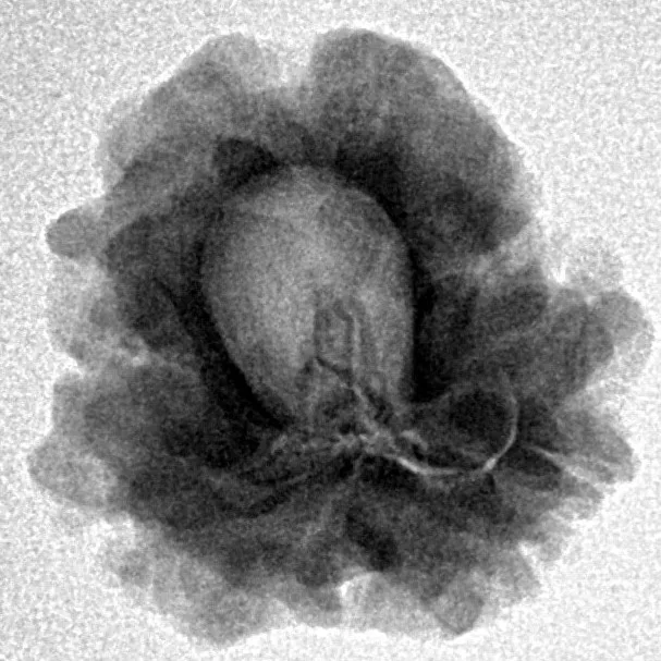 1 Mukhi Rudraksha 21.5mm 3.07gm - Inverse xray