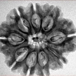 9 Mukhi Rudraksha 26.8mm 3.9gm - Inverse xray