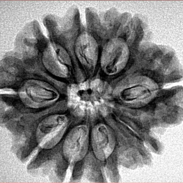 9 Mukhi Rudraksha 26.8mm 3.9gm - Inverse xray