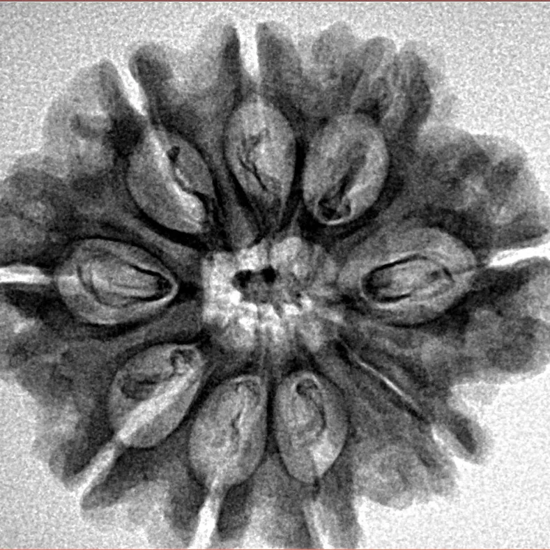9 Mukhi Rudraksha 26.8mm 3.9gm - Inverse xray