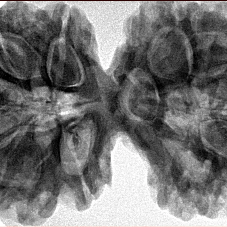 10 Mk Gaurishankar 40.6mm 9.16gm - Inverse xray
