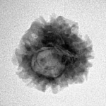 1 Mukhi Rudraksha 18.9mm 2.09gm - Inverse xray
