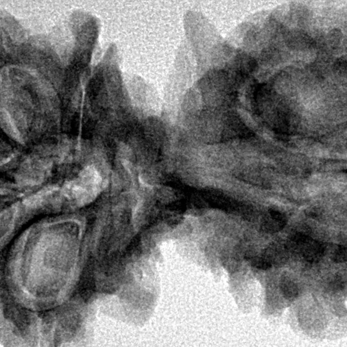 11 Mukhi G.S & Ganesh 38.8mm 6.32gm - Inverse xray