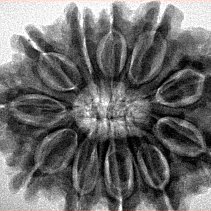 11 Mukhi Rudraksha 30.6mm 7.39gm - Inverse xray