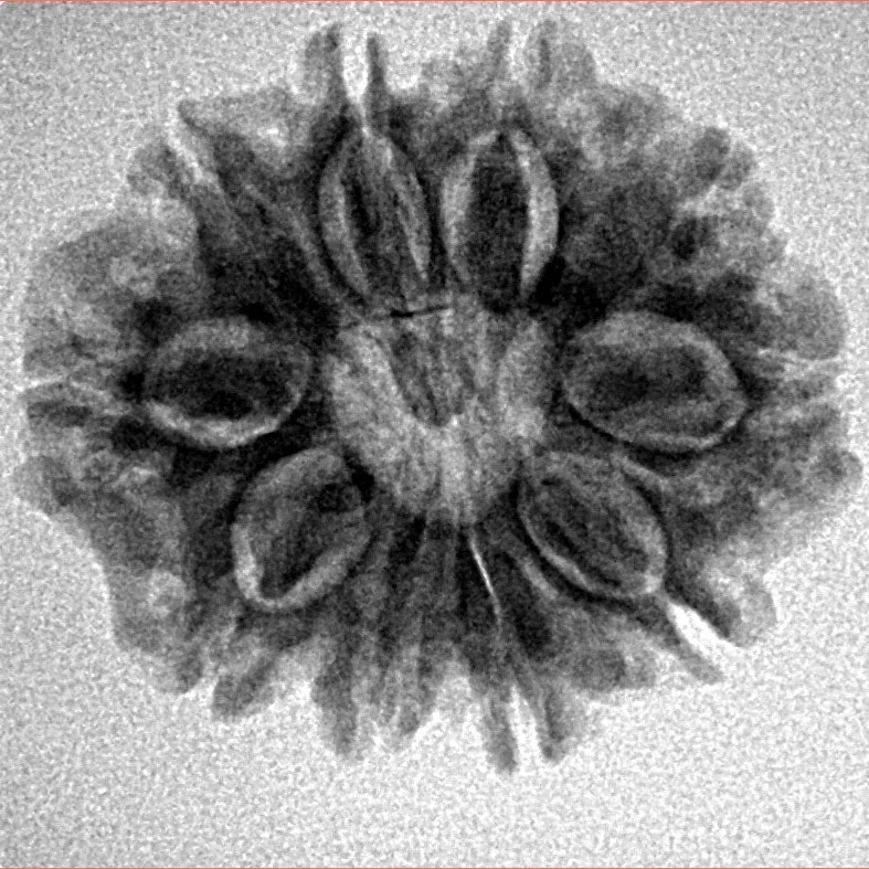 10 Mukhi Rudraksha 24.2mm 3.41gm - Inverse xray