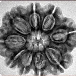 9 Mukhi Rudraksha 27.6mm 5.5gm - Inverse xray
