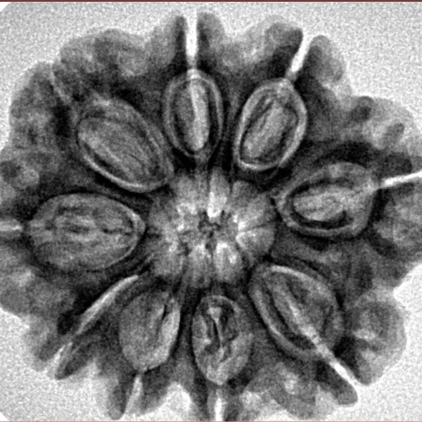 9 Mukhi Rudraksha 27.6mm 5.5gm - Inverse xray