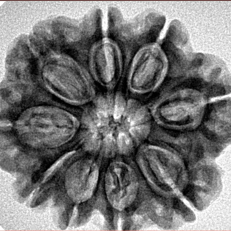 9 Mukhi Rudraksha 27.6mm 5.5gm - Inverse xray