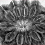 11 Mukhi Rudraksha 34.5mm 9.39gm - Inverse xray