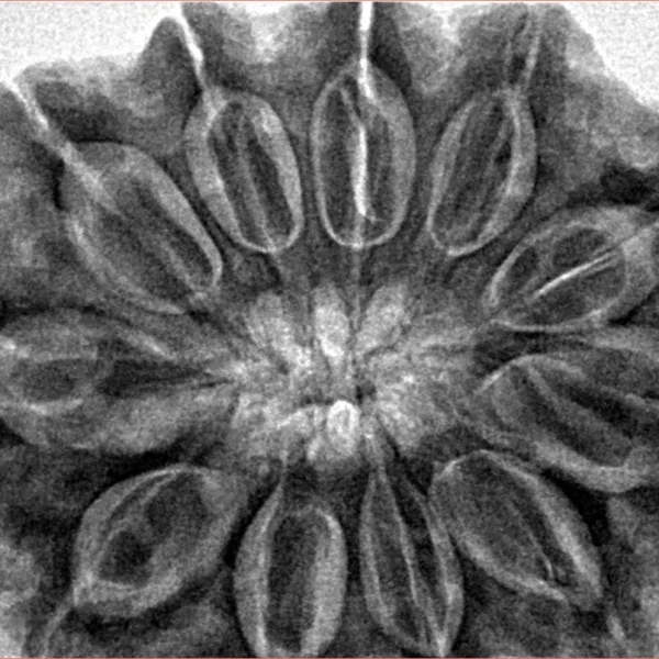 11 Mukhi Rudraksha 34.5mm 9.39gm - Inverse xray