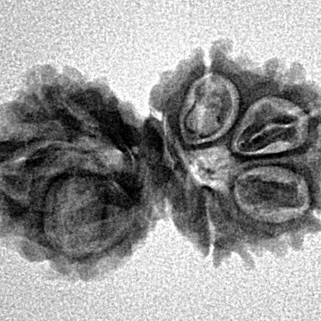 7 MK Gaurishankar 25mm 2.28gm - Inverse xray