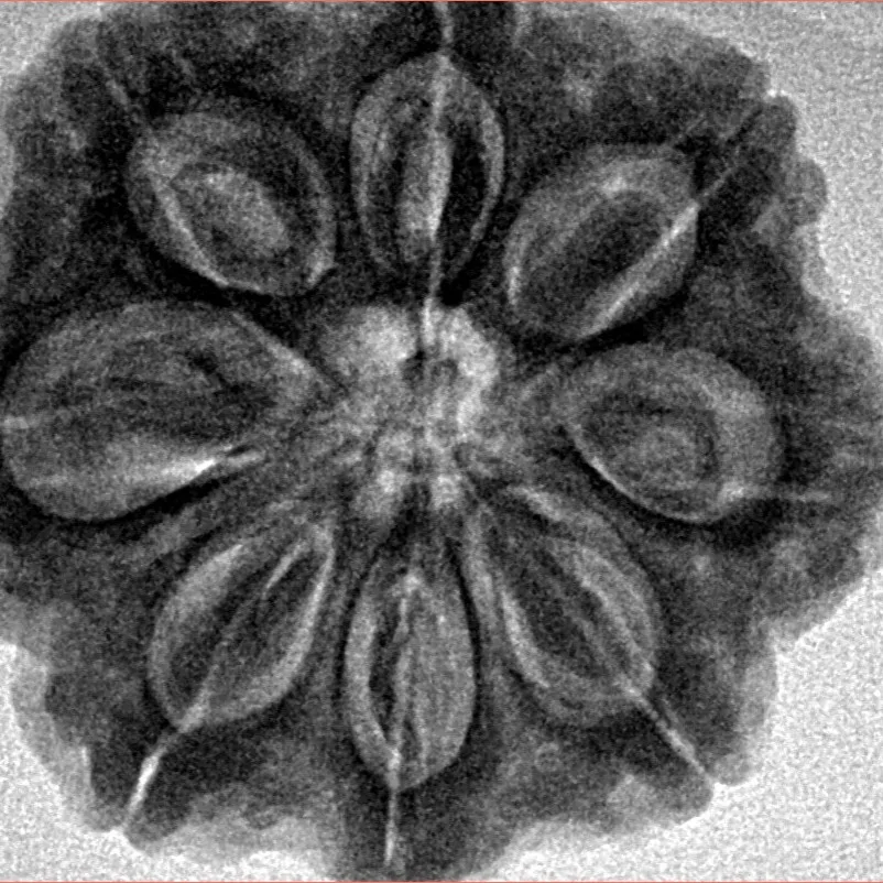 8 Mukhi Rudraksha 29.2mm 8gm - Inverse xray