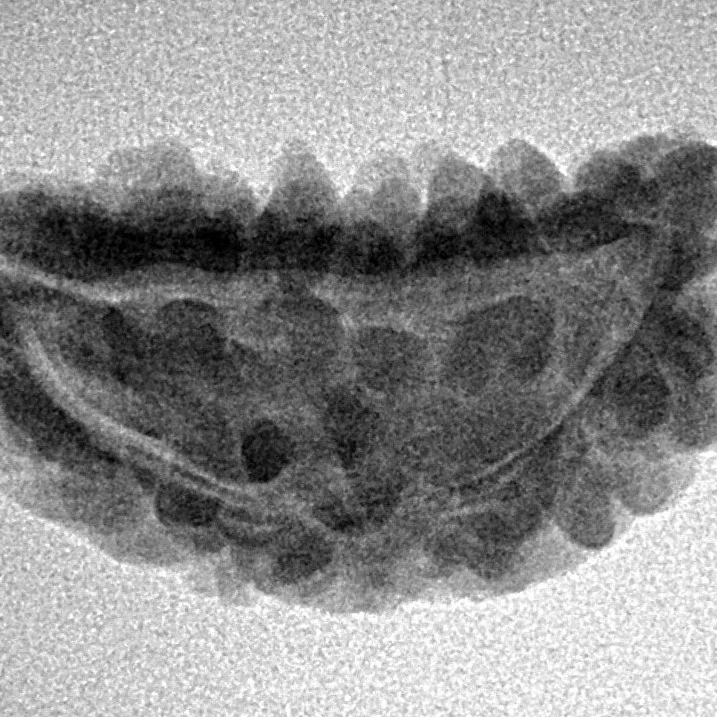 1 Mukhi Rudraksha 25.9mm 2.59gm - Inverse xray