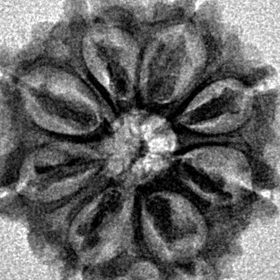 8 Mukhi Rudraksha 21.3mm 2.49gm - Inverse xray