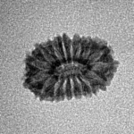 17 Mukhi Rudraksha 14.5mm 0.56gm - Inverse xray