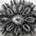 10 Mukhi Rudraksha 29.8mm 6gm - Inverse xray