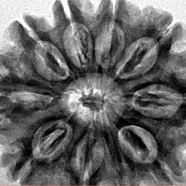 10 Mukhi Rudraksha 29.8mm 6gm - Inverse xray