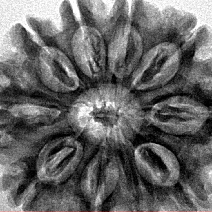 10 Mukhi Rudraksha 29.8mm 6gm - Inverse xray