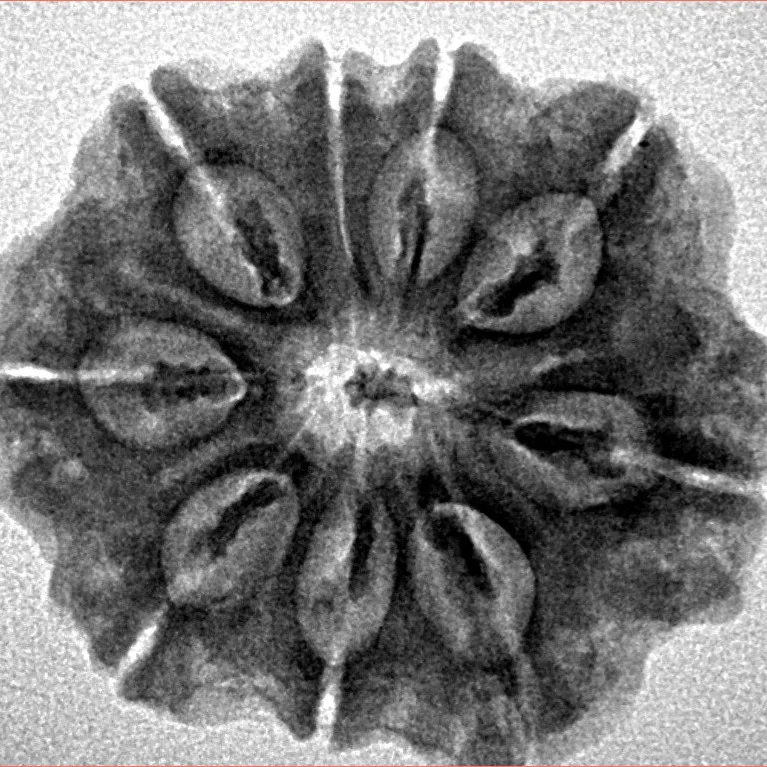 9 Mukhi Rudraksha 25.4mm 4.45gm - Inverse xray