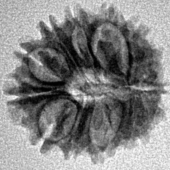 14 Mukhi Rudraksha 17.7mm 1.51gm - Inverse xray
