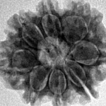 8 Mukhi Rudraksha 22.5mm 3.18gm - Inverse xray