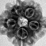1MK(Underdeveloped) 19.6mm 2.67gm - Inverse xray