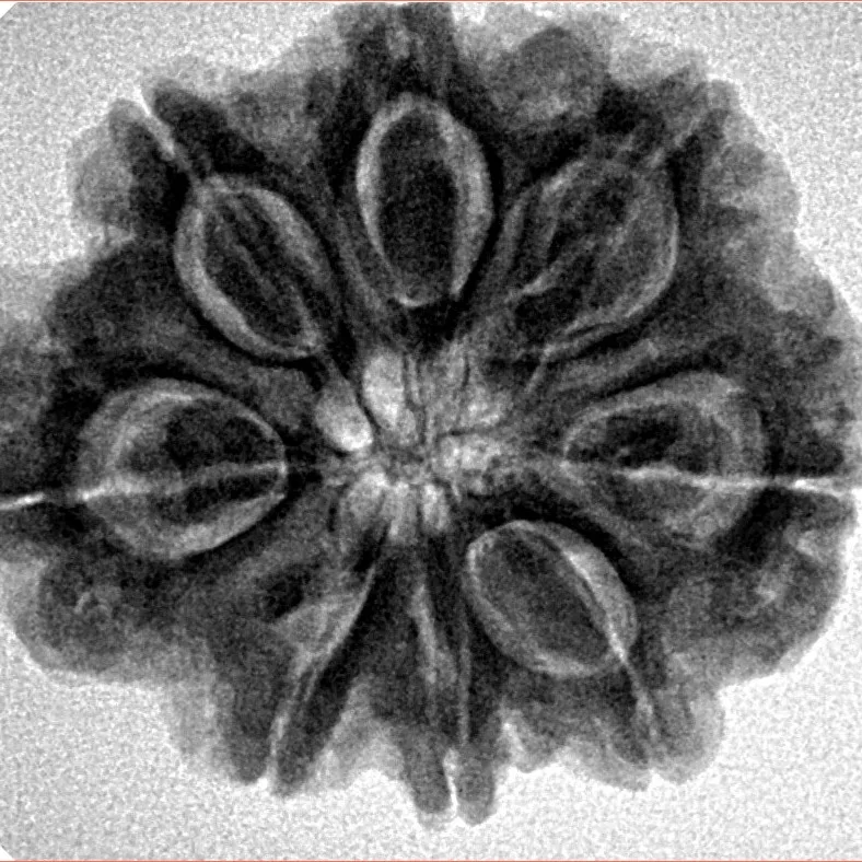 8 Mukhi Rudraksha 26.6mm 6gm - Inverse xray