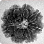 8 Mukhi Rudraksha 24.6mm 5.14gm - Inverse xray