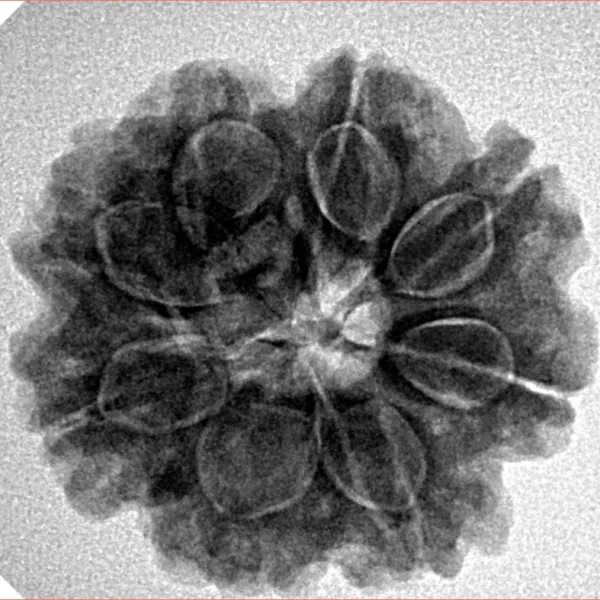 8 Mukhi Rudraksha 24.6mm 5.14gm - Inverse xray