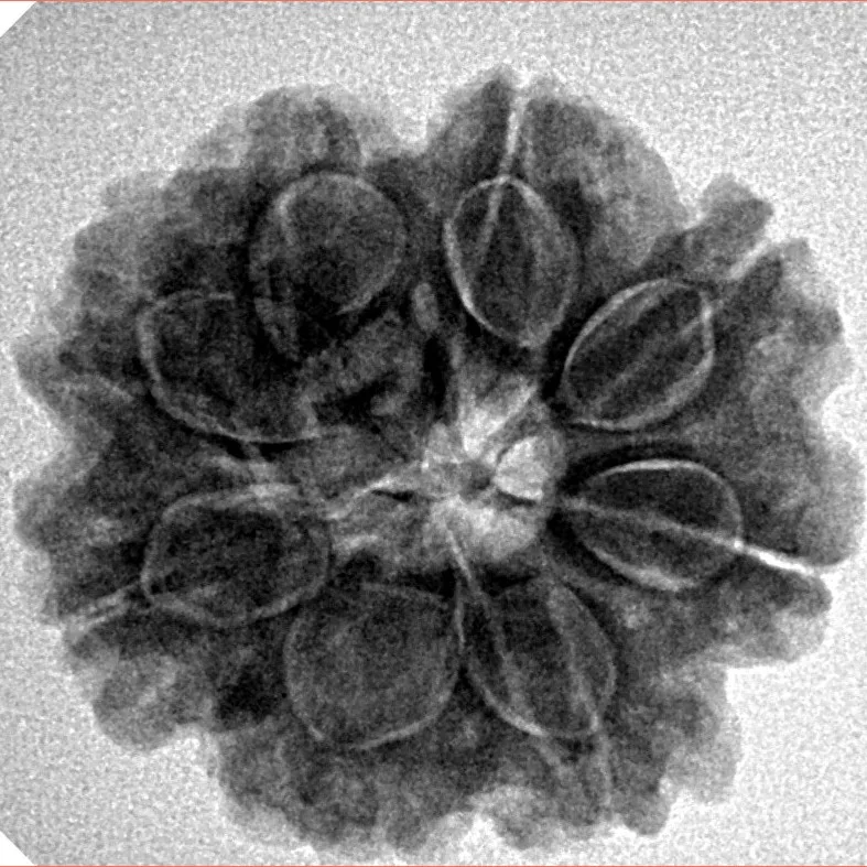 8 Mukhi Rudraksha 24.6mm 5.14gm - Inverse xray