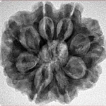 8 Mukhi Rudraksha 25.7mm 5.54gm - Inverse xray